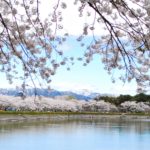 4月3日　桜満開🌸「さわやかウォーキング」