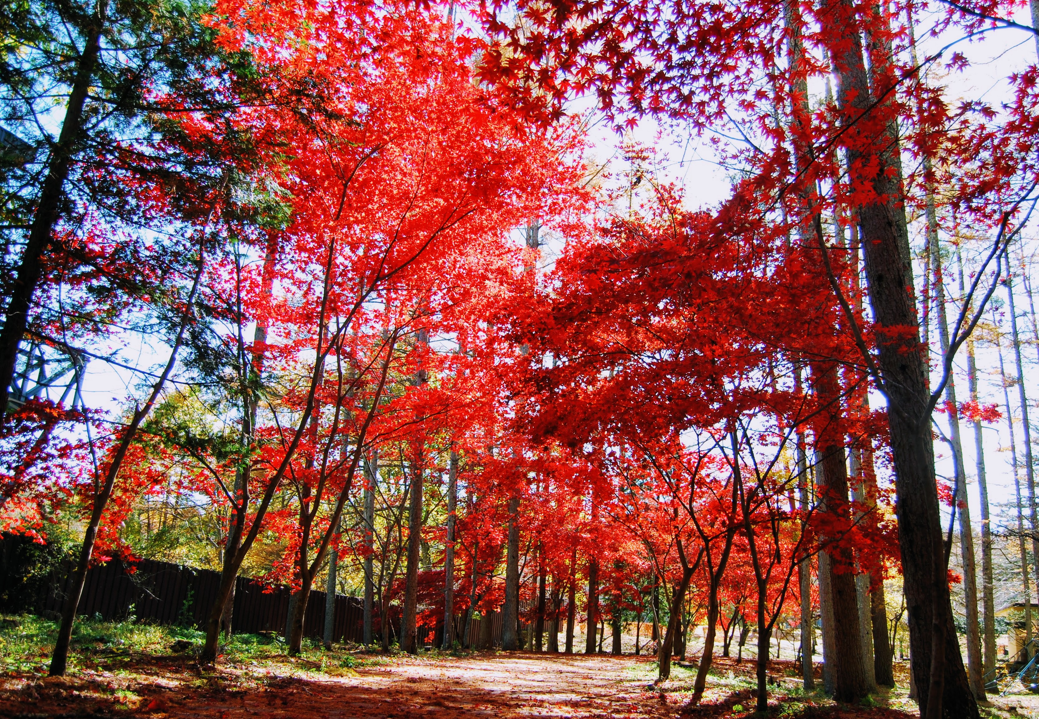 富士山周辺の紅葉は今がピーク！