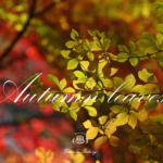 今年の紅葉は当たり年！🍂