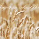 ビケットの食材紹介「小麦」編